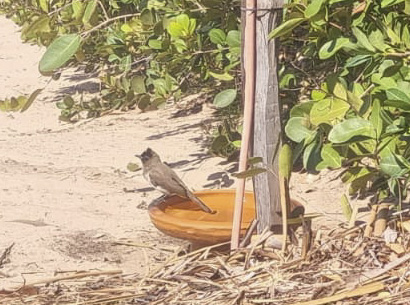 A bulbul (toppie) at the bird water point