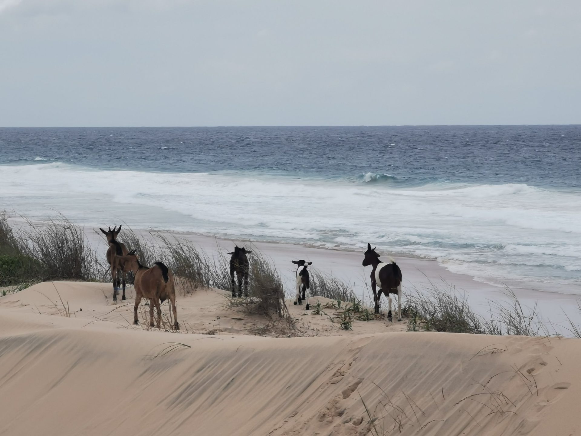 Goats on the dune above the beach at Terra Bella