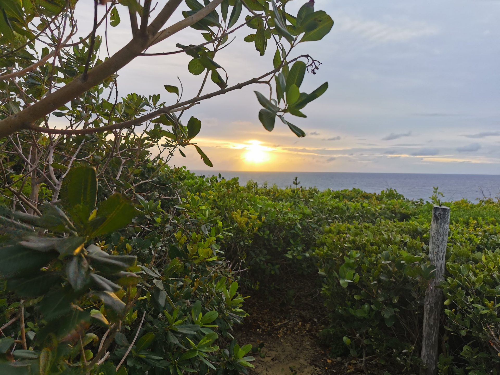 Sunrise over the sea through the coastal bush