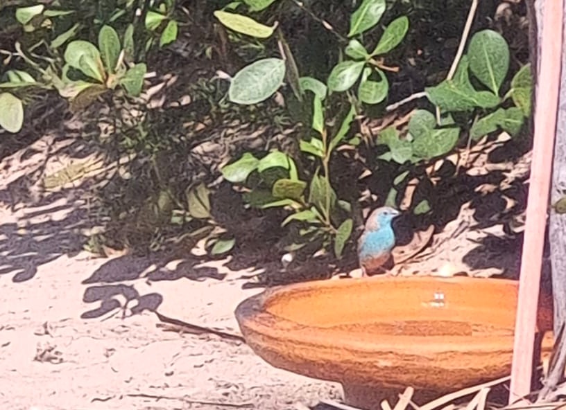 Blue waxbill at the bird water point
